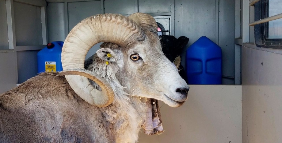 Овца Овец-мутантов выводил фермер из США, животные, продажа домашних животных, курьезы, фото, США