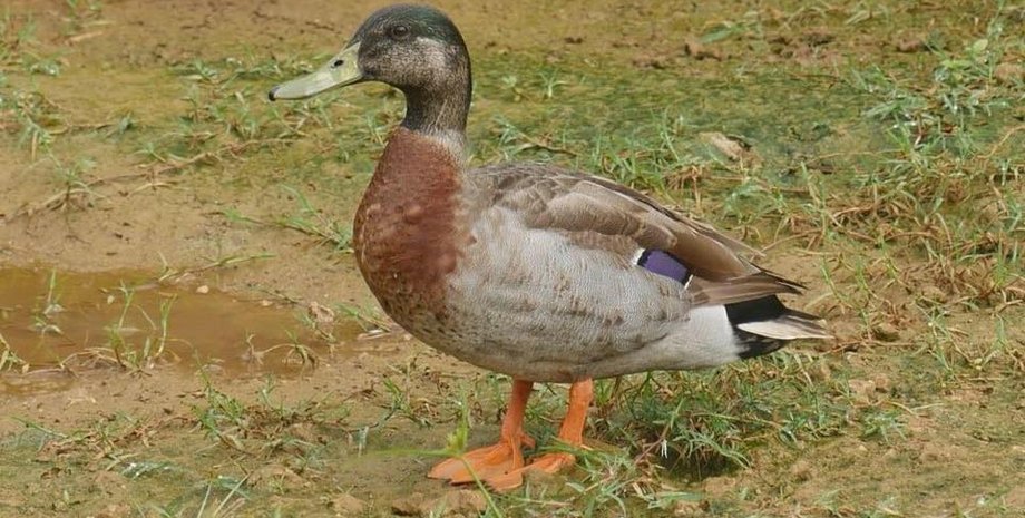 Фото: Facebook Trevor the Duck - Niue