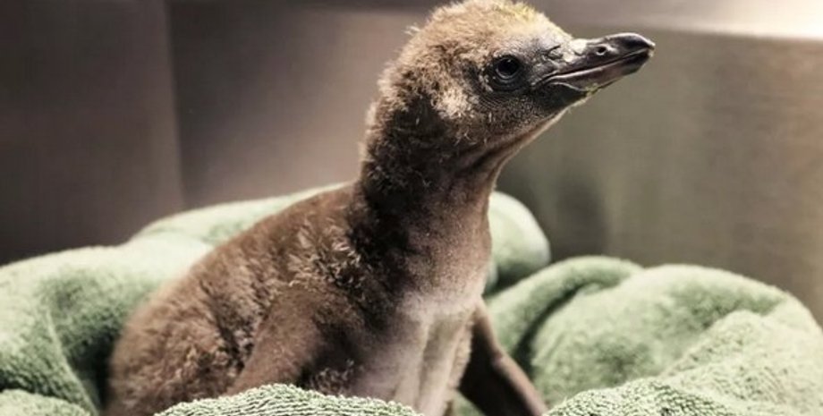 Пингвин, птенец