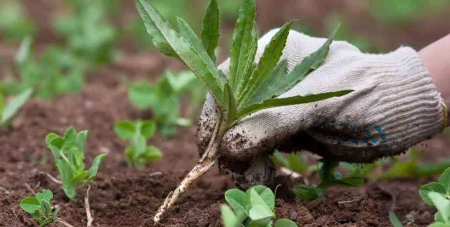 Когда и что сажать