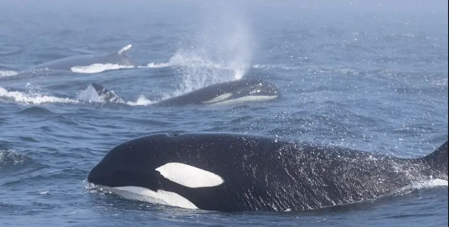 косатки, киты