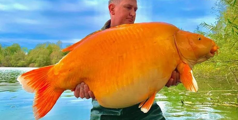 Энди Хаккетт, рыбак, самая большая в мире золотая рыбка весит 30 кг, рекорды, достижения, курьезы