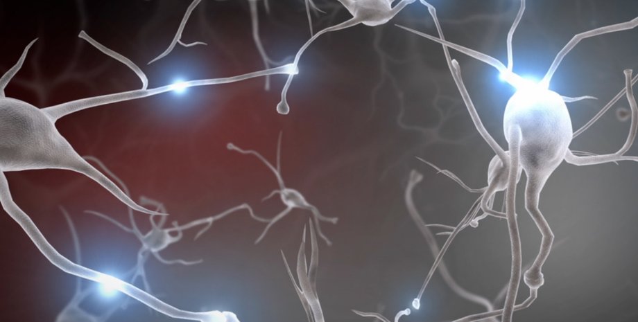 Иллюстрация: Center on the Developing Child at Harvard University