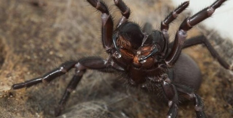 павук, отрута павука, павук отрута