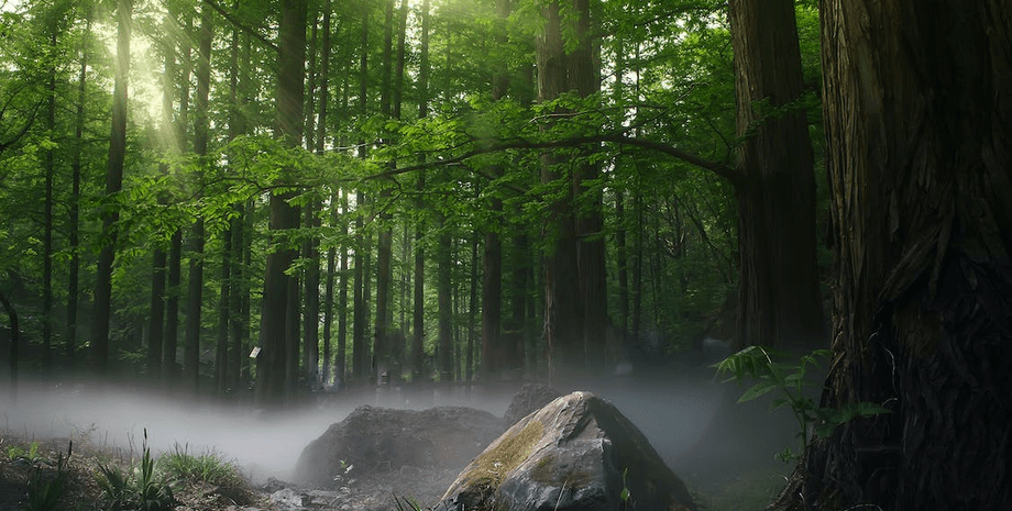 леса, поглощение метана, деревья климат