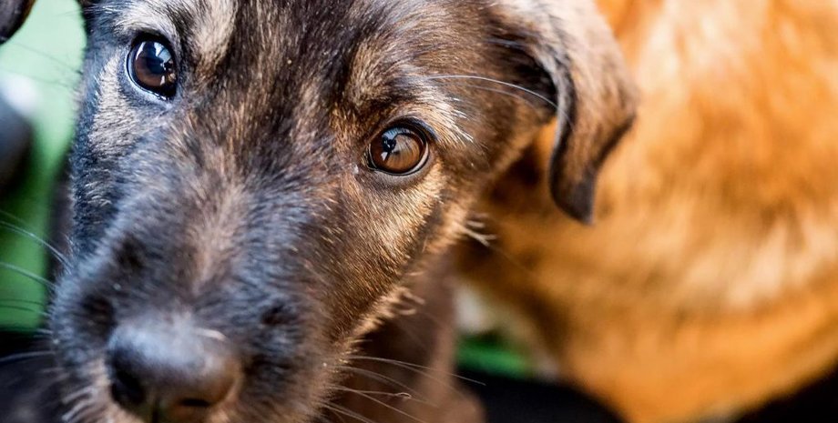 Фото: Фокус