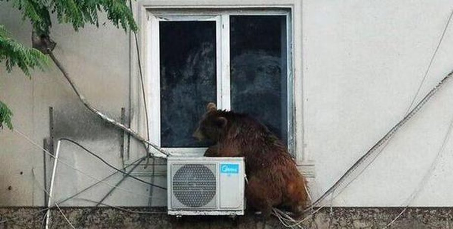 Наводнение разрушило тбилисский зоопарк / Фото: EPA