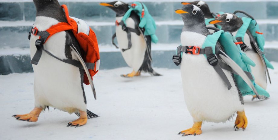 Фото: Getty Images