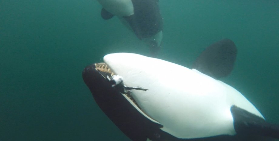 Ученые зафиксировали, как хищные косатки предлагают людям пищу, которую намеренно принесли во рту и выпустили в воду, чтобы поделиться с другим существом