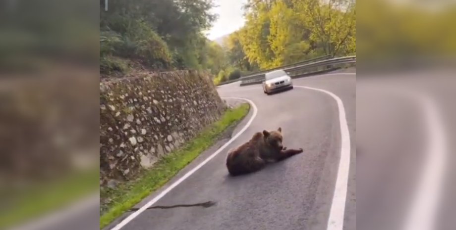 медведь перерыл дорогу в карпатах