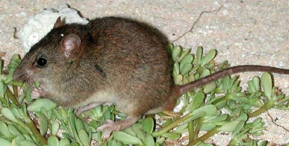 Ian Bell / Queensland Government