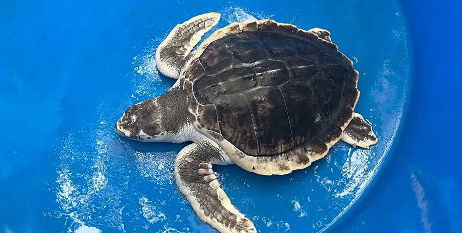 Морська черепаха, морська черепаха кемпа, закони трампа