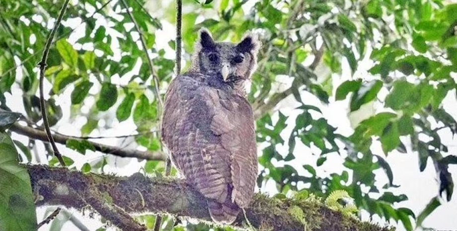 пугач Шеллі, сова, птах