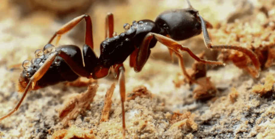 Смертельно опасные азиатские муравьи продолжают нашествие на США