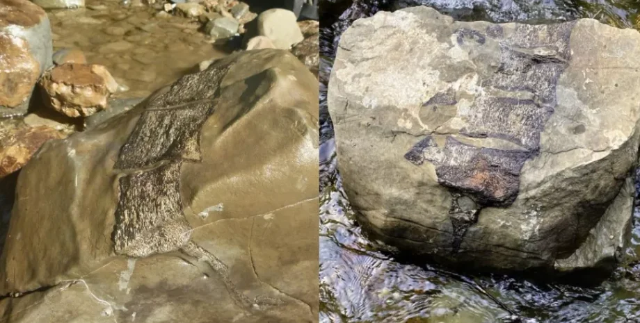 Новая Зеландия, циклон, окаменелости, морские рептилии, эласмозавр, мозазавр, доисторические останки, палеонтологи, циклон Габриэль, древние существа, палеонтология