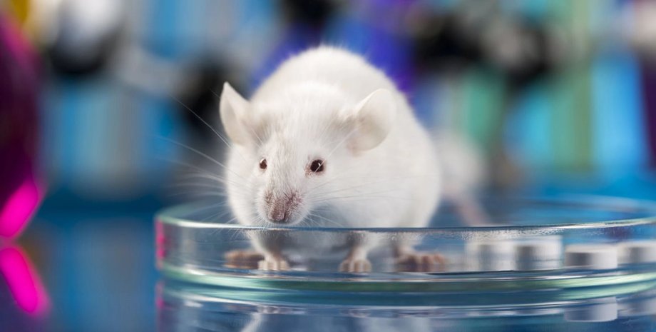 Фото: JacobSt/Depositphotos