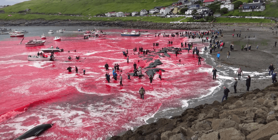 Охота на китов, китобойный промысел, убийство китов, порт, бухта, залив, круизный лайнер, вода стала красная, пассажиры,