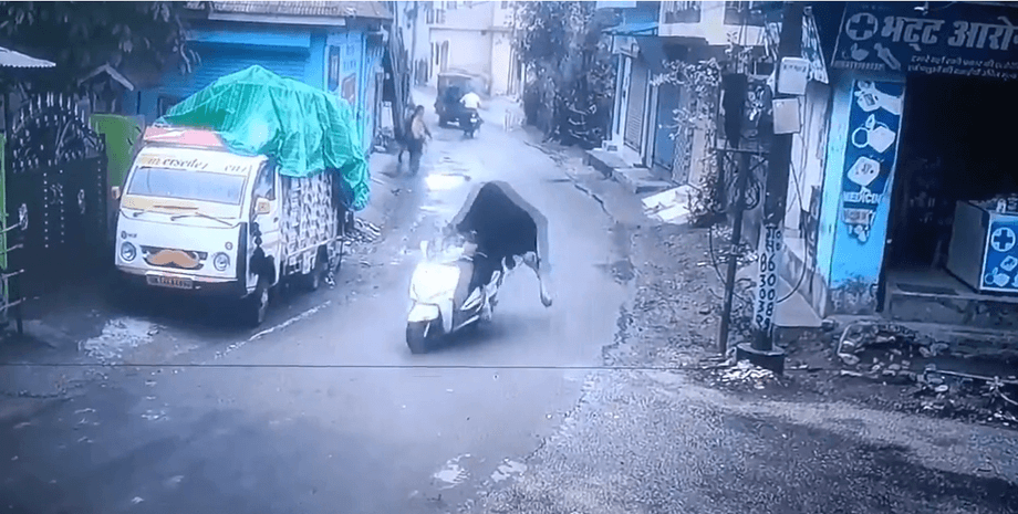 бык ездит на скутере в Индии