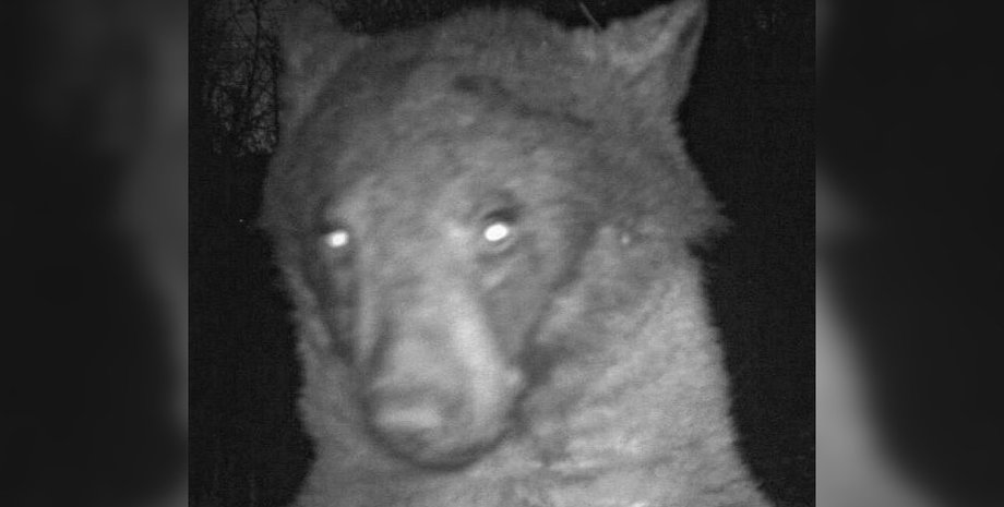 Медведь в Колорадо