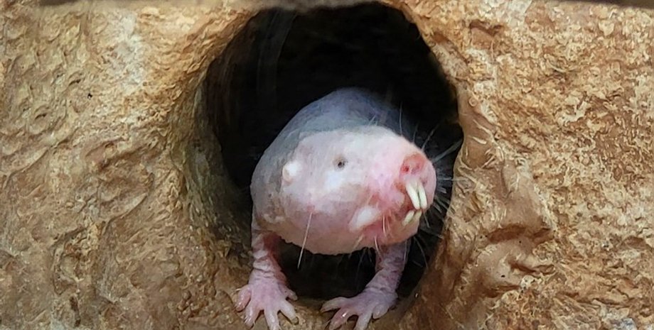 підземні види, життя під землею