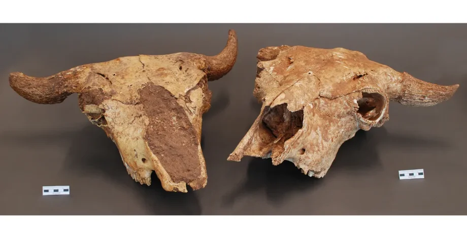 археология, орудие труда, оружие, древние люди, история, находка, древние диеты, ледниковый период, углеводы, желудки добычи, сбалансированное питание, экстремальные условия, высокоширотные зимы, жвачные животные, травоядные, дигеста