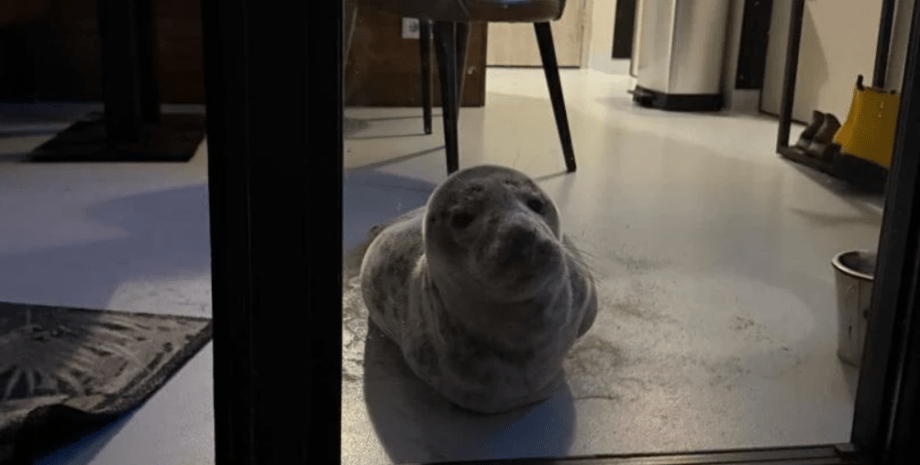 Серые тюлени тюлень, Серые тюлени