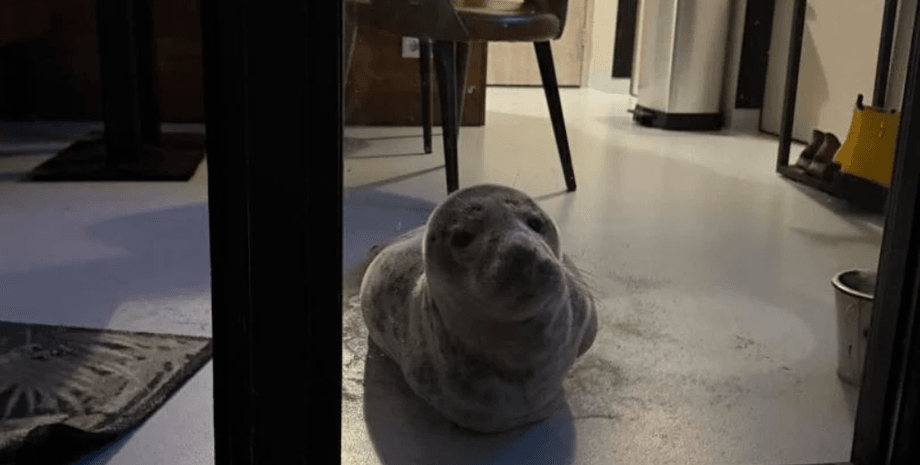 тюлень, Сірі тюлені