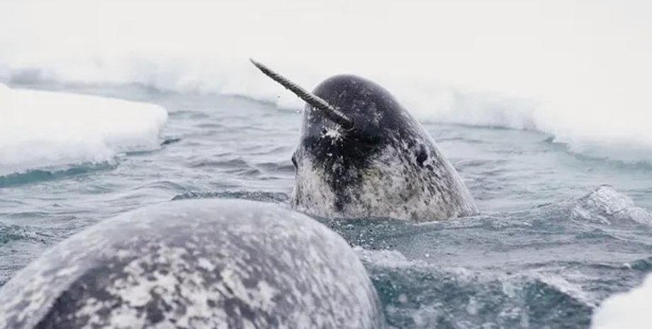 нарвал, нарвалы