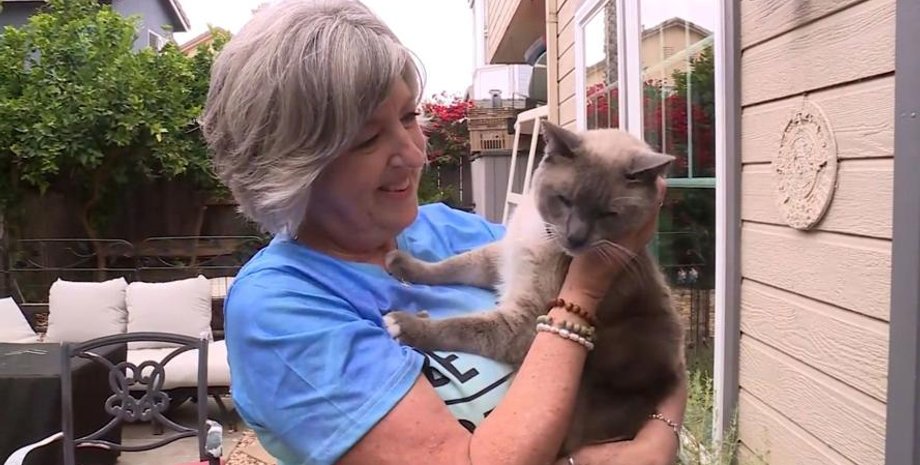 Загублений кіт повернувся додому, кіт, домашня тварина, довгий шлях, загубився кіт, пошук кота, мікрочіп, знайшли на дорозі, віднесли до притулку