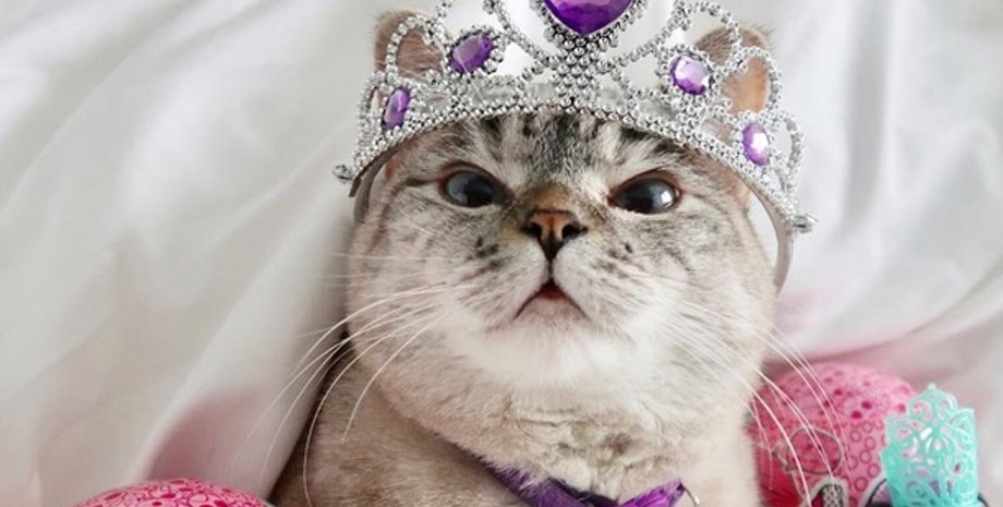 Фото: instagram.com/nala_cat