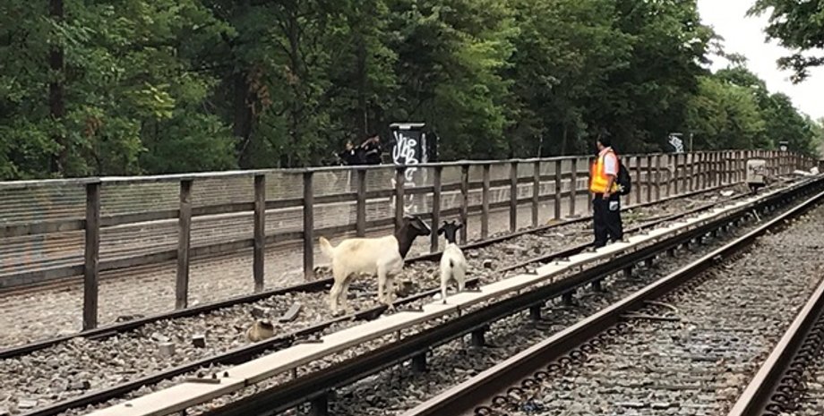 Фото: twitter.com/NYCTSubway