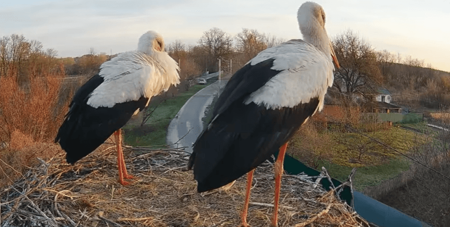 Аисты Одарка и Грицик воссоединились в гнезде