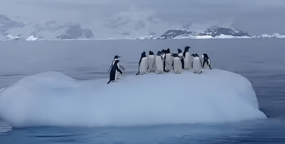 пінгвіни, Антарктика, Національний антарктичний науковий центр