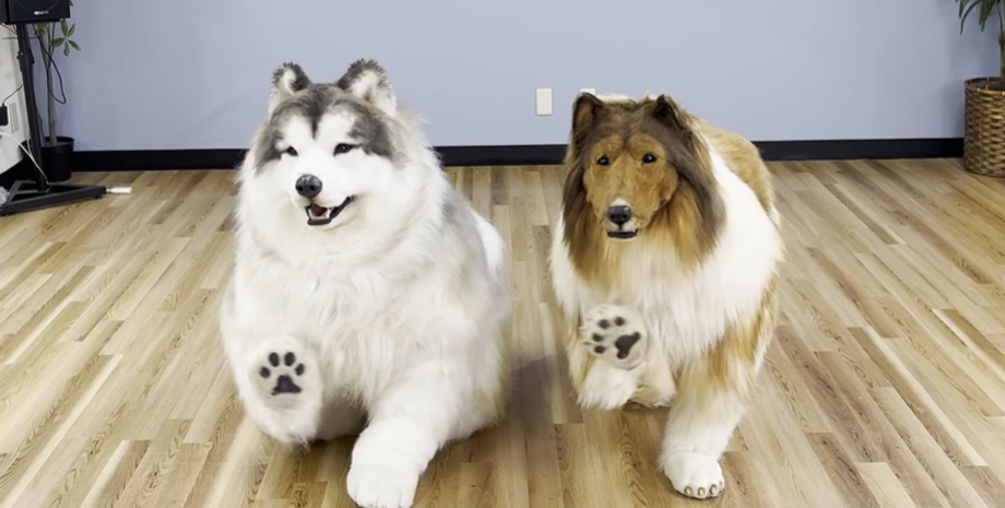 Хлопець, який за 15 тисяч доларів перевтілився у пса, знайшов свого послідовника, але іншої породи, фото, відео