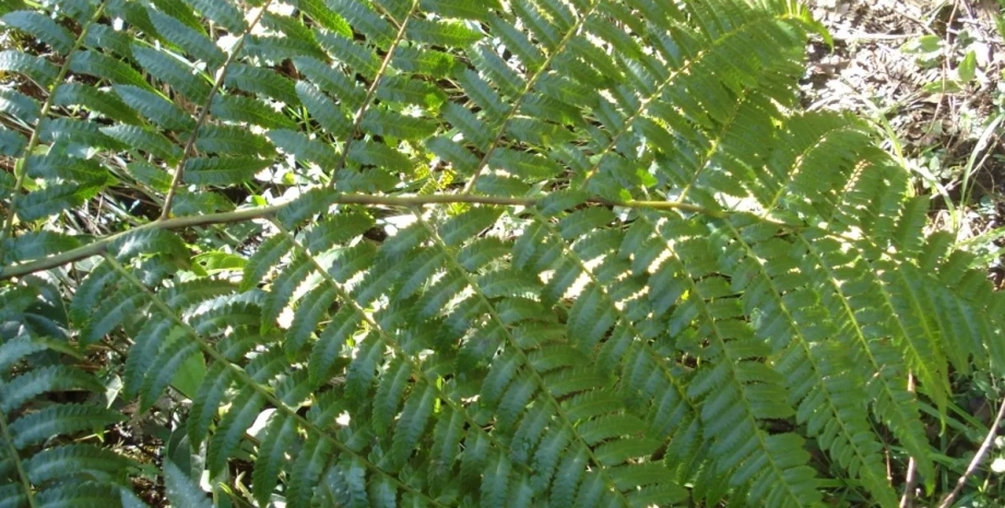 Cyathea rojasiana (без изображения) — первый вид древовидных папоротников с «листьями-зомби» папоротник, папоротник зомби