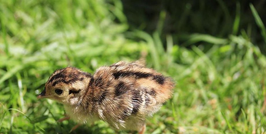 Фото с сайта