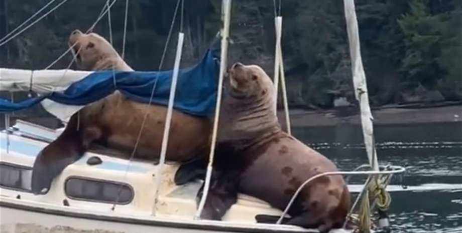 Фото: Кадр из видео