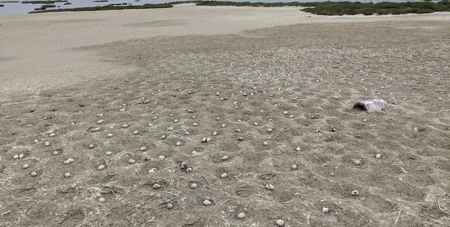 Яйца, птицы, Калифорния