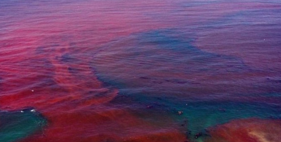 На Флориду могут обрушиться "красные приливы", ученые встревожены красные приливы, водоросли, красные приливы водоросли, цветение водорослей