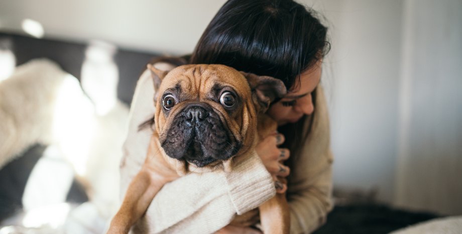 собака, домашние животные