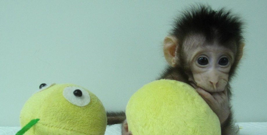 Фото: Qiang Sun and Mu-ming Poo / Chinese Academy of Sciences