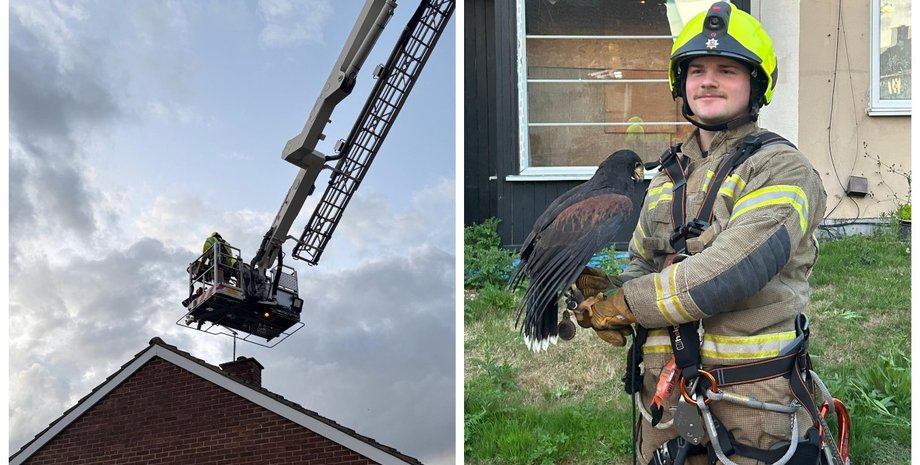 Мужчина потерял ТВ-трансляцию и пошел ремонтировать антенну: в ней запуталась хищная птица