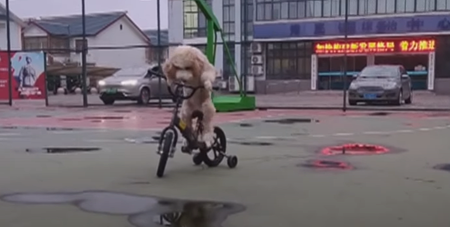 Собака катается на велосипеде, пудель, собака ездит на велосипеде, собака катается на скейте, звезда соцсетей, собака