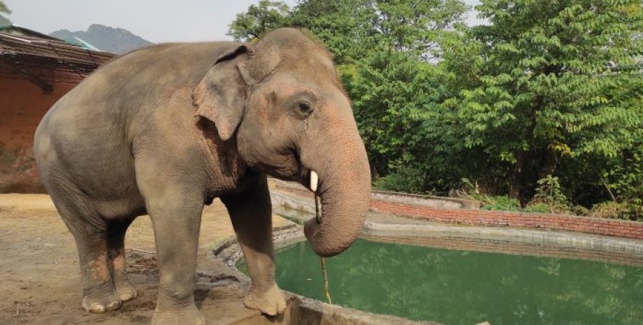 азійський слон, слон Кааван, найбільш самотній слон у світі, Камбоджа, слони в Камбоджі, захист тварин, слоновий заповідник, слоновий розплідник, Шер і слон Кааван