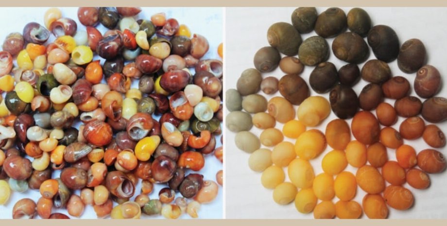 черепашки, археологія, ювелірна майстерня