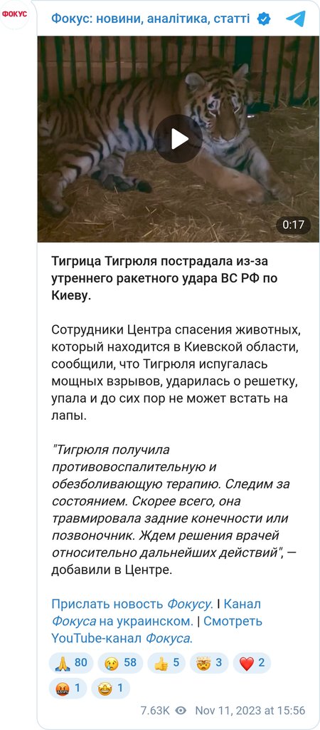 Тигриця Тигрюля постраждала через ранковий ракетний удар ЗС РФ по Києву