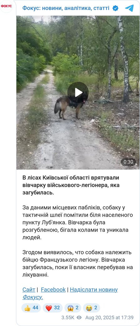 Пес не понимал команд, потому что приехал из Франции вместе с владельцем