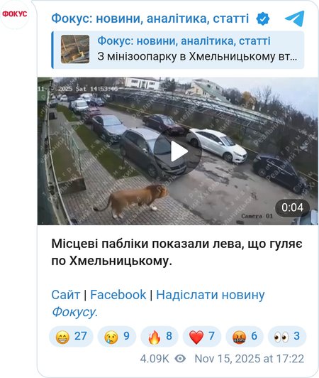 Лев гуляє по Хмельницькому