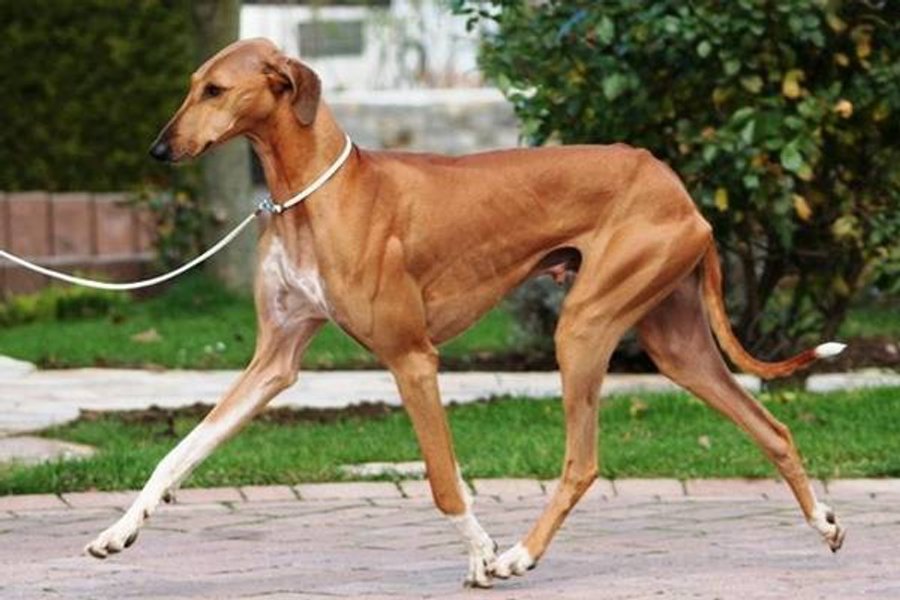 азавак, порода