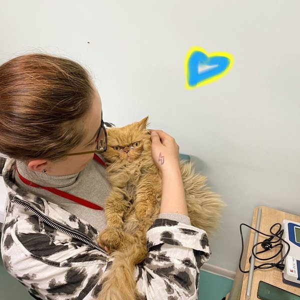 кошка Шафа, кошка Глория, кошка из Бородянки, зоопатруль, брошенные животные, животные и война